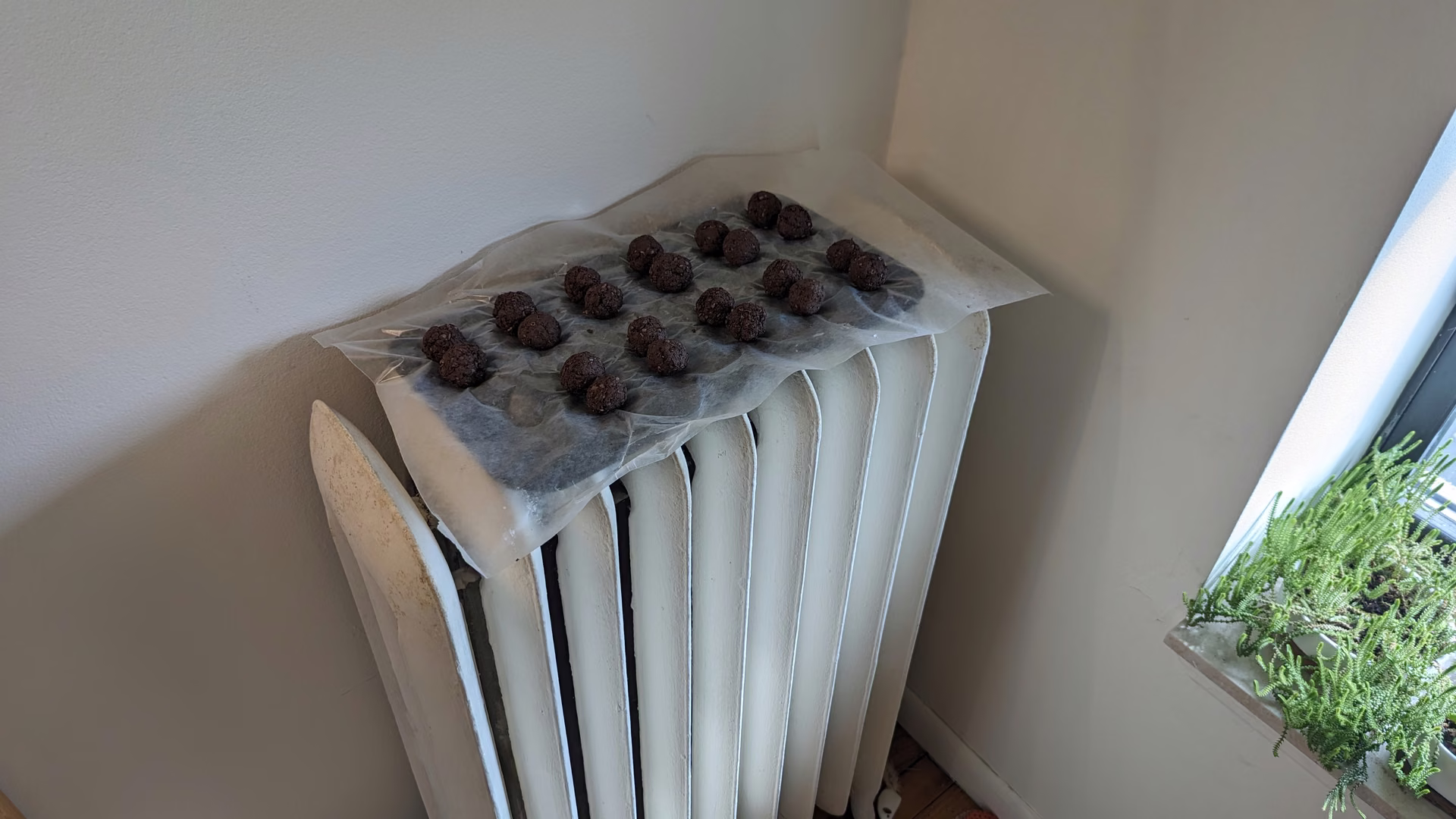 A tray of seed bombs drying on a radiator by the window